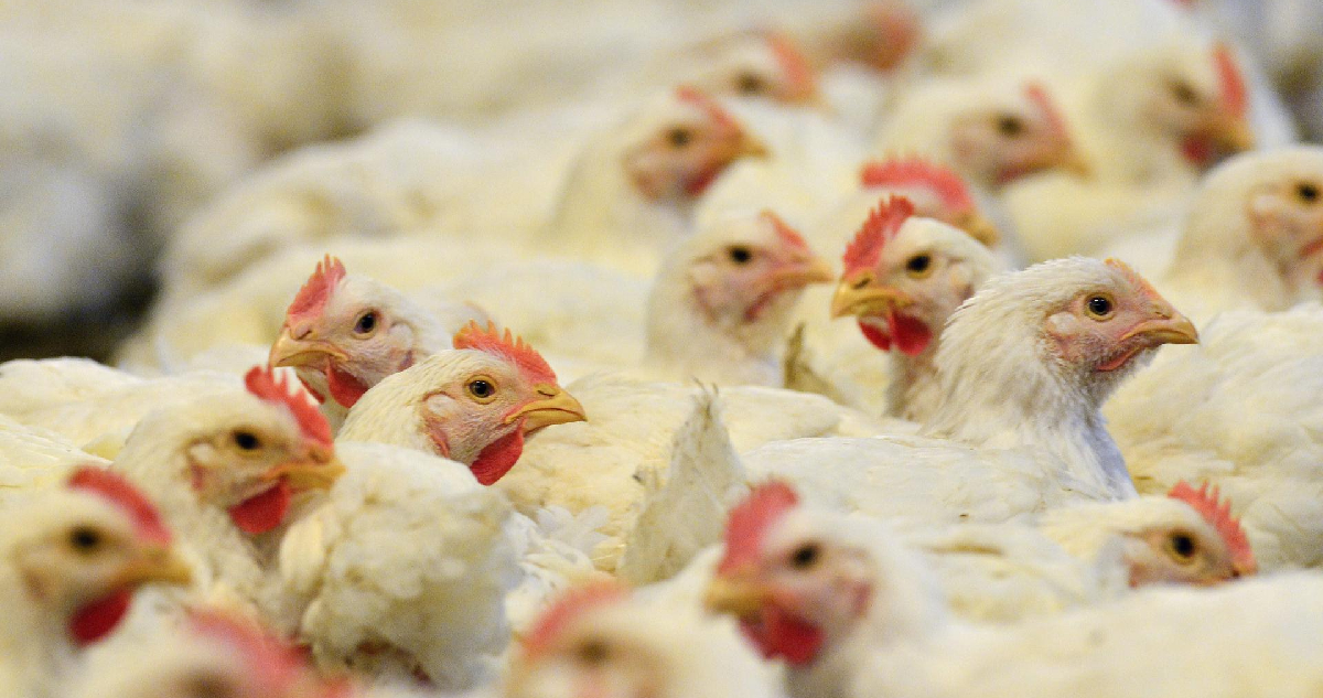 La Unión Europea levanta su embargo al pollo brasileño tras caso de gripe aviar