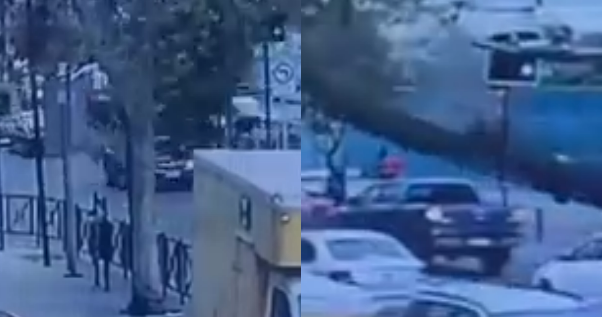 VIDEO | Casi aplasta a dos personas: el momento exacto en que gran árbol se desplomó en Ñuñoa
