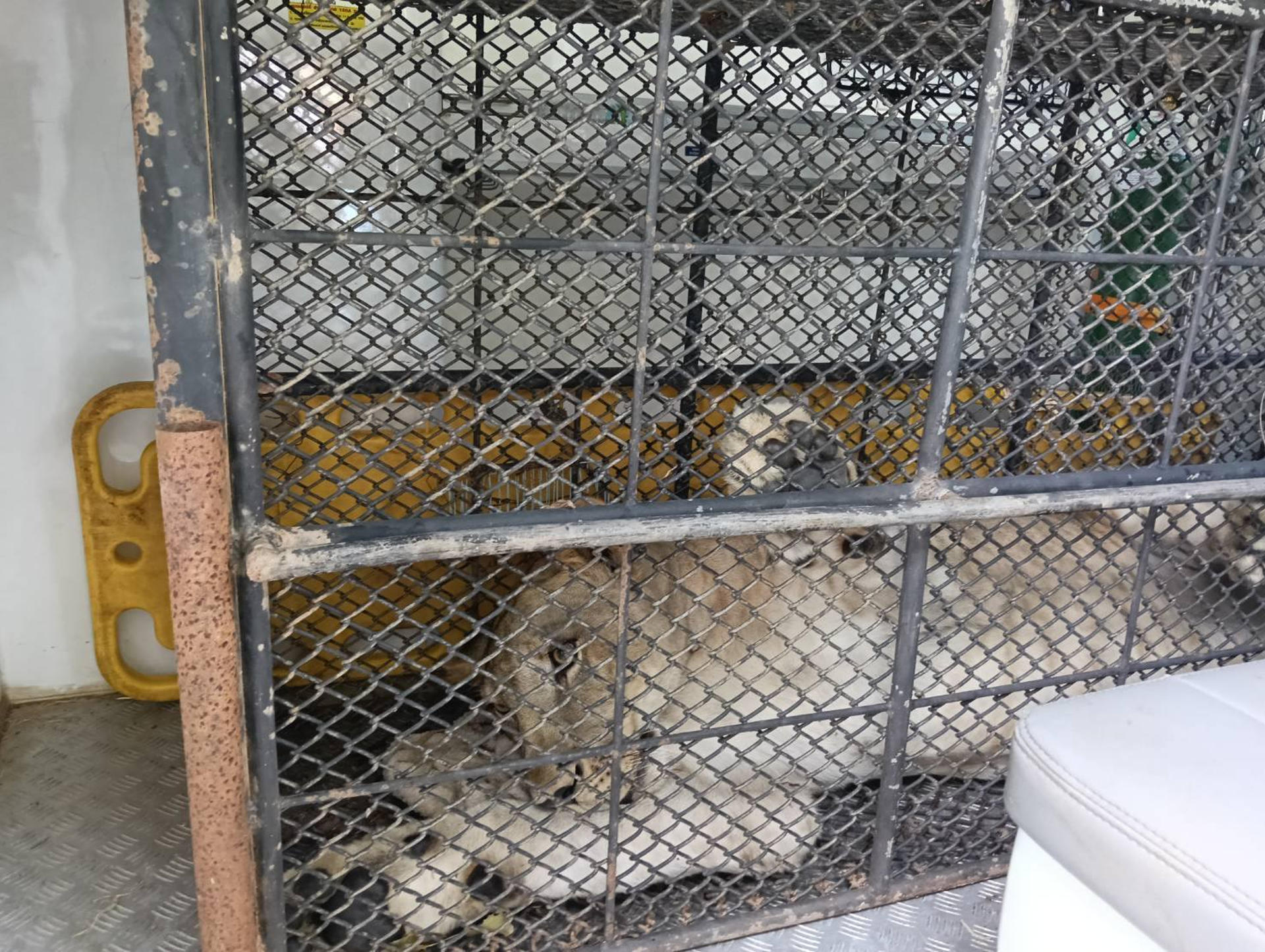 Caso de Parinya Parkpoom