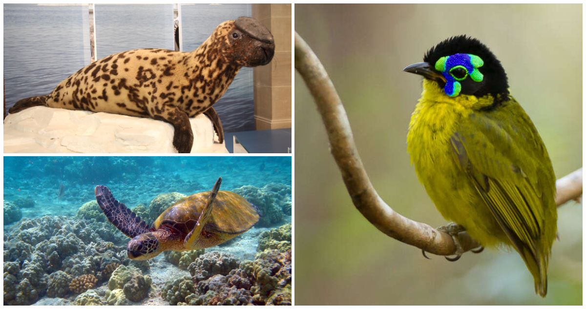 Foca encapuchada, tortuga verde y asiti de Schlegel | Especies amenazadas