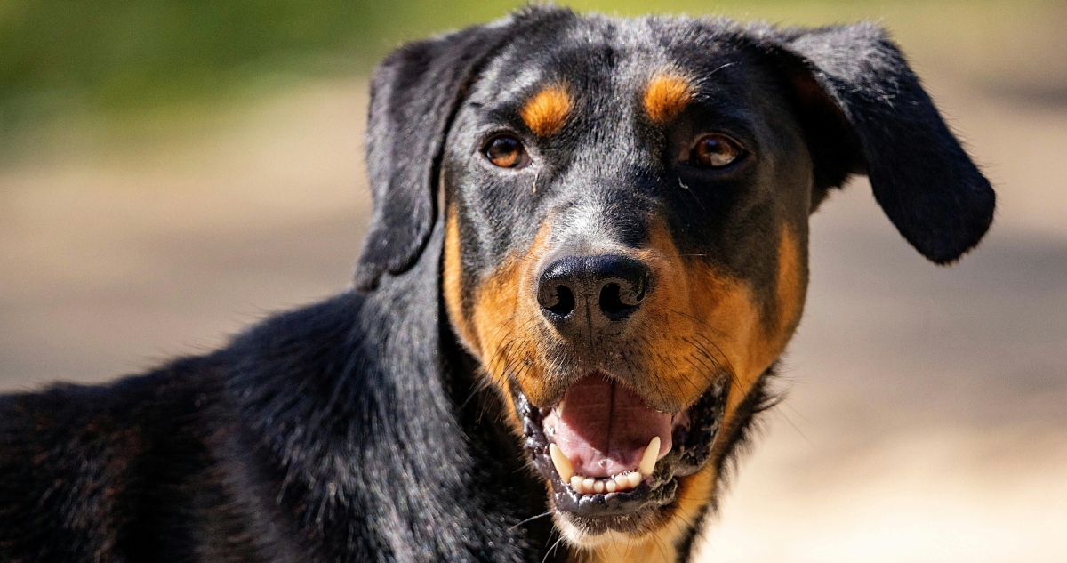 Ataque de perros a huésped de motel en Quintero