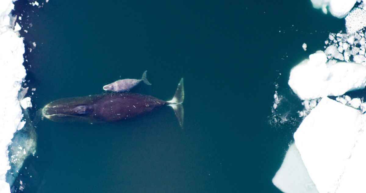 Ballena boreal