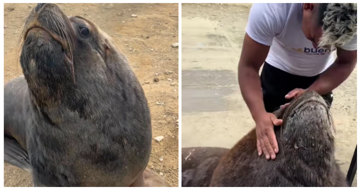 Ben, el lobo marino de Caleta Portales