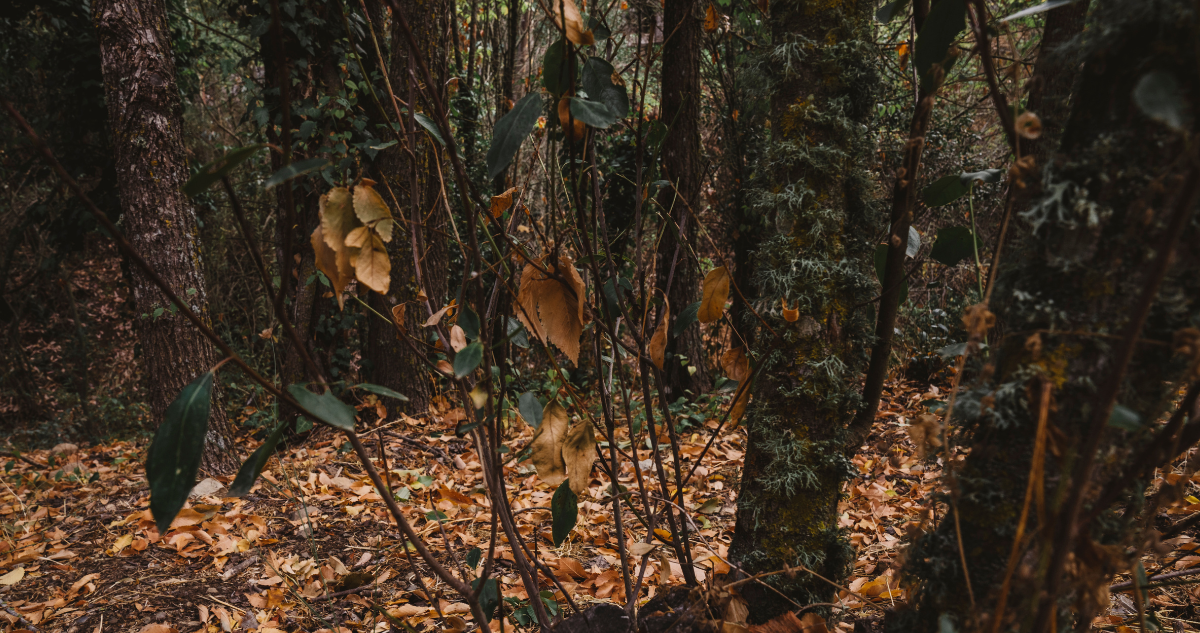 El bosque nativo en Chile es un socio, no un recurso