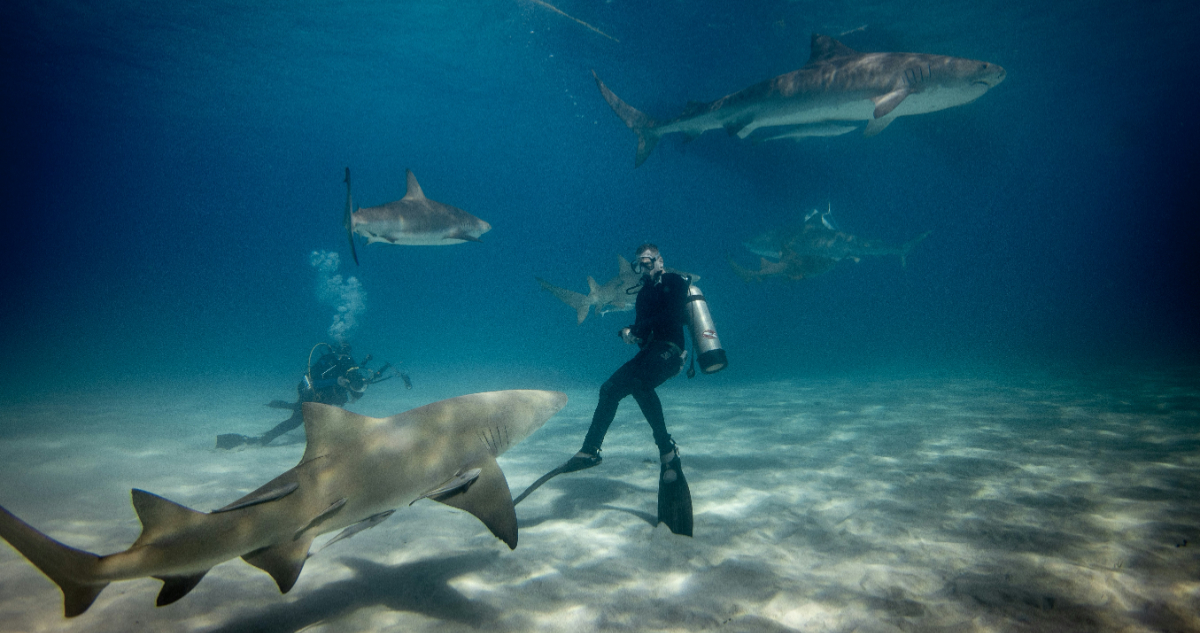 Foto de buceo con tiburones para ilustrar nota sobre ataque de tiburones areneros