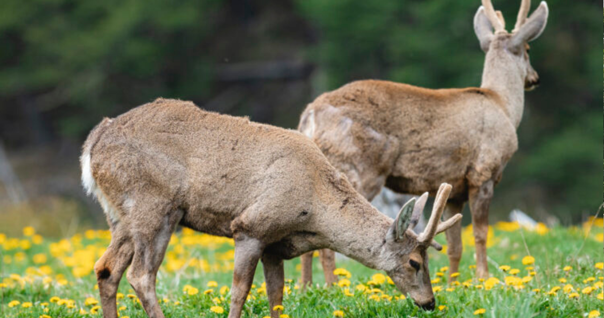 Campaña para conservar Puchegüin llega al 80% de su meta: un tercio de Cochamó podría ser área protegida