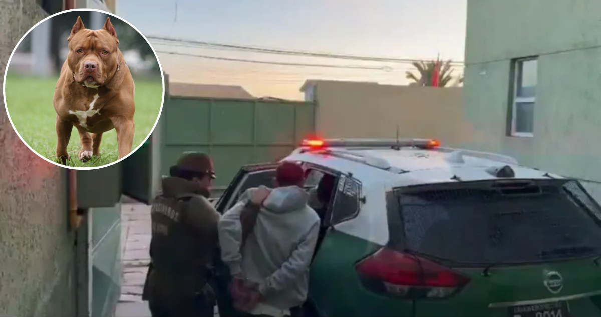 Detienen a hombre que habría utilizado a perro pitbull como “arma” para robar parlante en La Serena