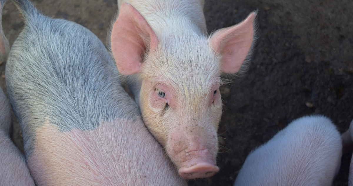 Por matar a golpes a una cerda, violencia intrafamiliar y amenazas condenan a hombre en San Carlos