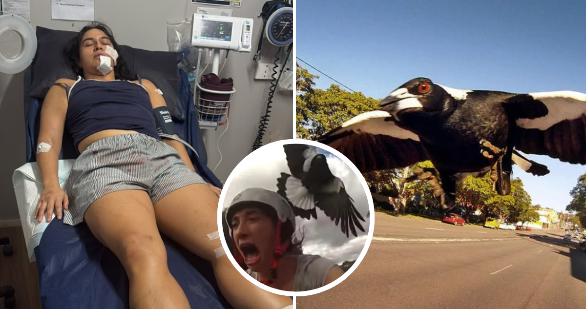 Chilena por grave ataque de urraca