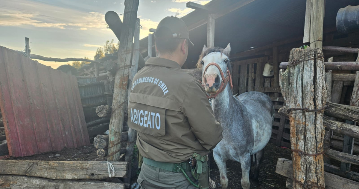 Recuperan yeguas que fueron robadas en San Carlos: hay un detenido