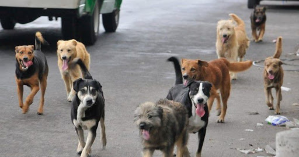 Perros se comieron a otro dentro de vivienda en Hualpén: 12 canes convivían en precarias condiciones