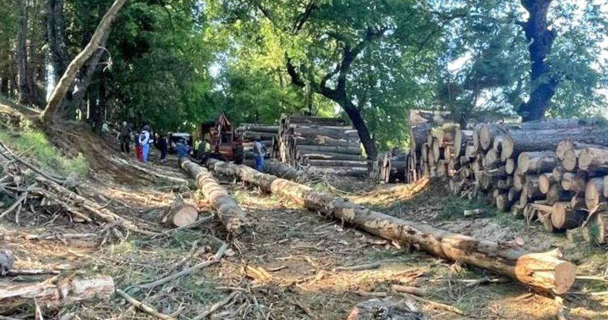 Sujeto contrató a 7 hombres para robar madera en San Fabián: no sabían del delito y fueron detenidos