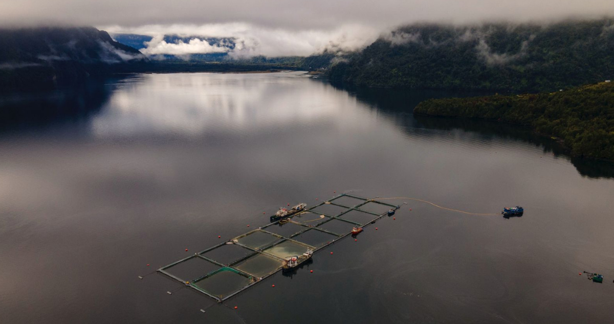 La salmonicultura mantiene su eterno bucle de impunidad