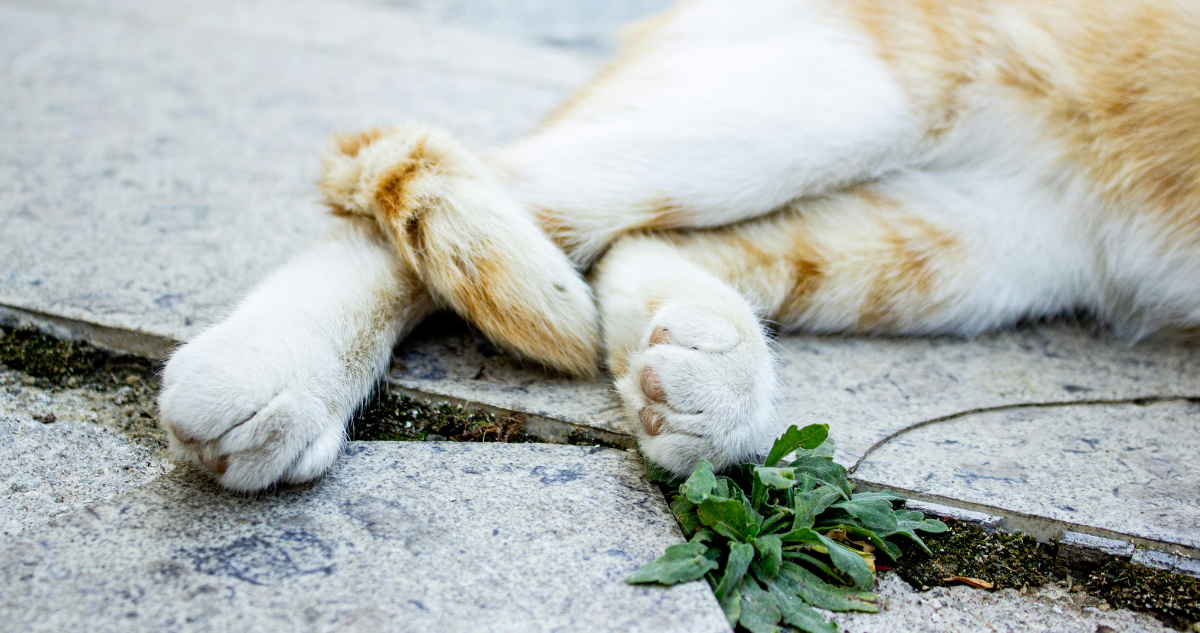 Detienen a joven que confesó burlándose haber matado a la gata de su abuela: la metió en una bolsa