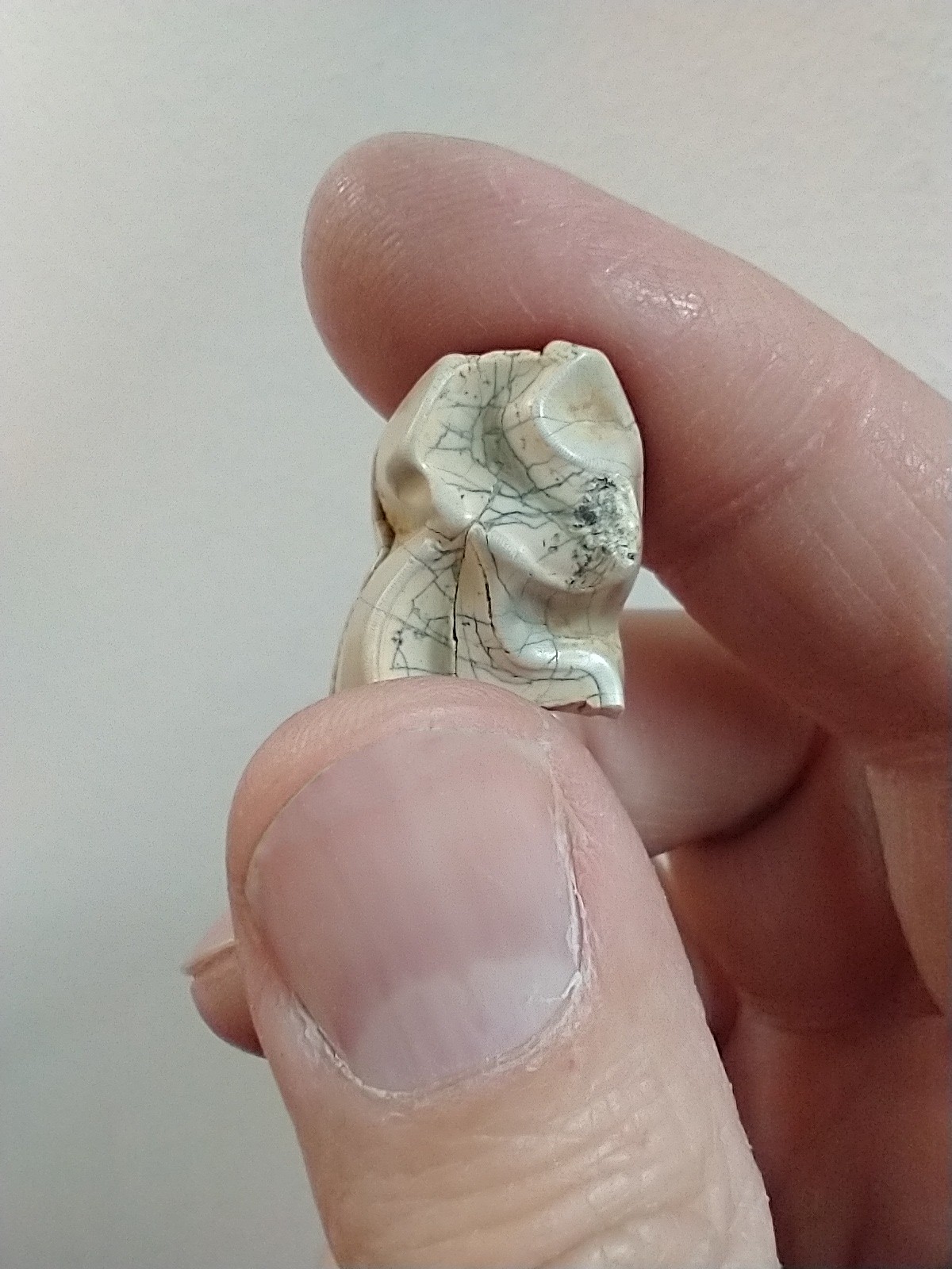 Diente del mamífero más antiguo del sur de Chile