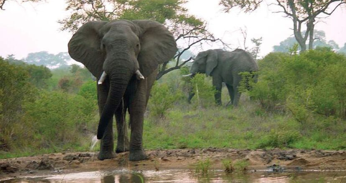 Muere hombre tras ser atacado por una manada de elefantes en Malasia