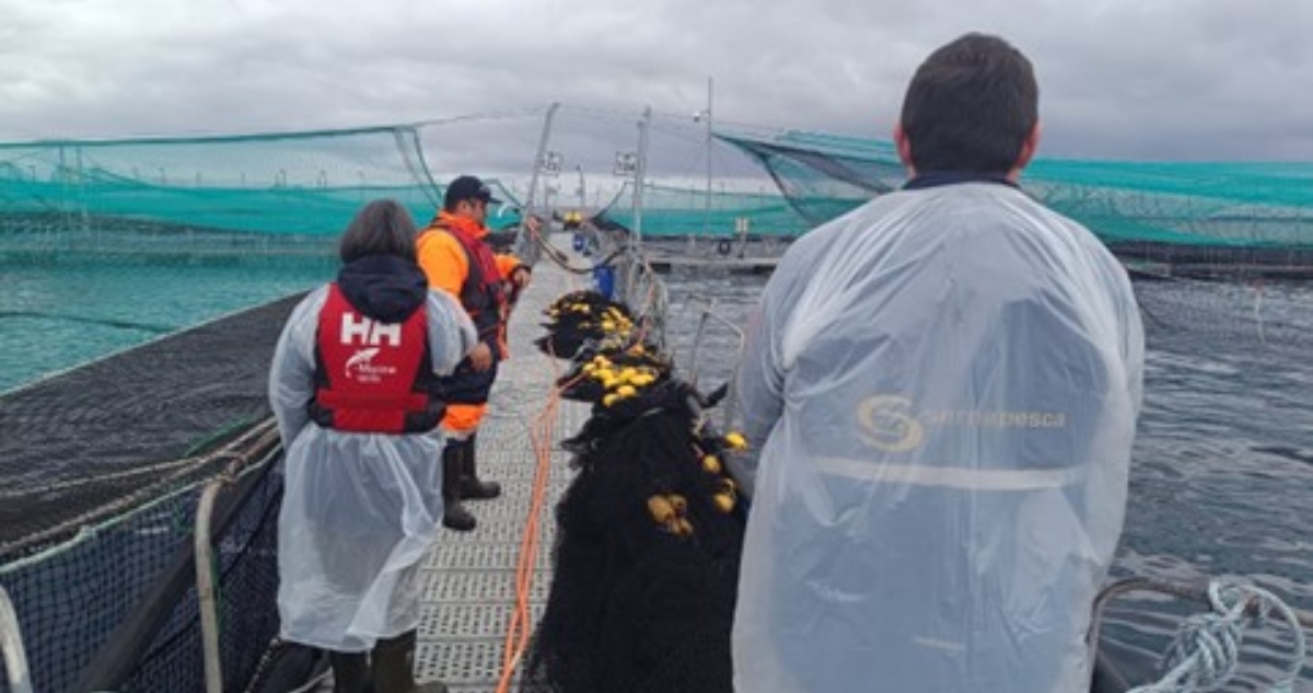 Escape de salmones en Calbuco