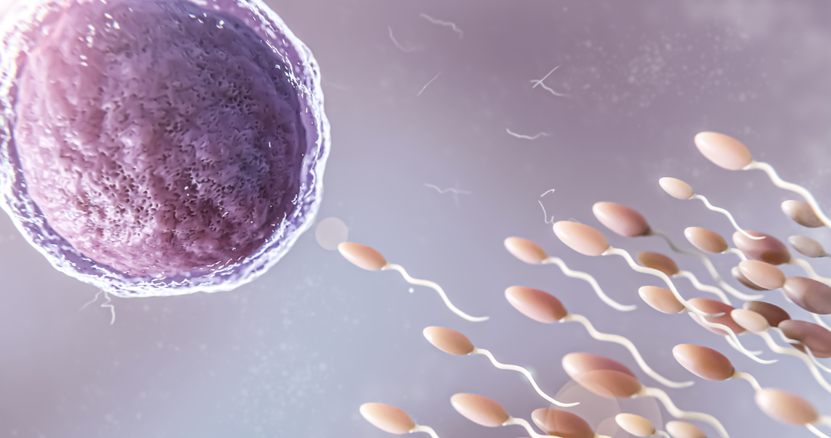 Espermatozoides