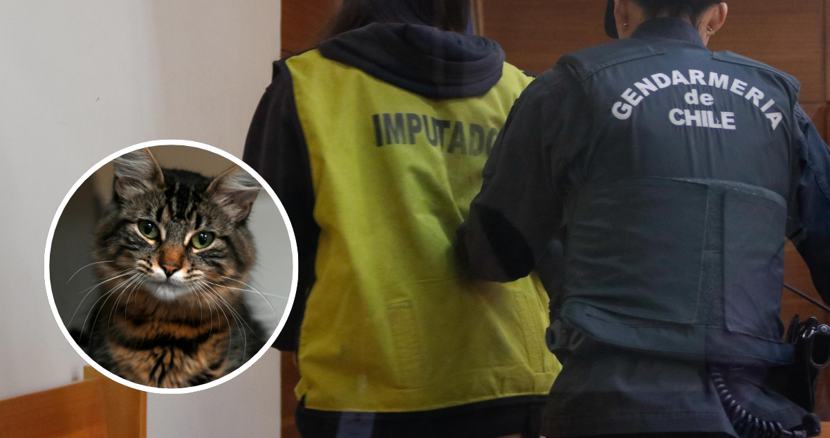 Formalizan a mujer que amenazó a su ex con tirar sus gatos a la calle si no le daba $3 millones