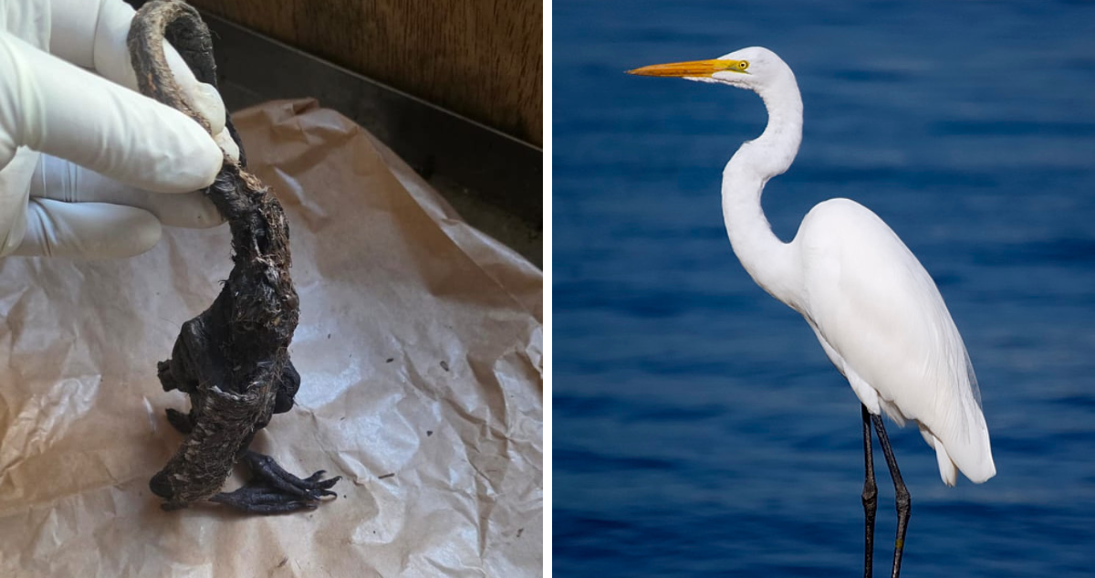 Criatura encontrada | Garza Blanca