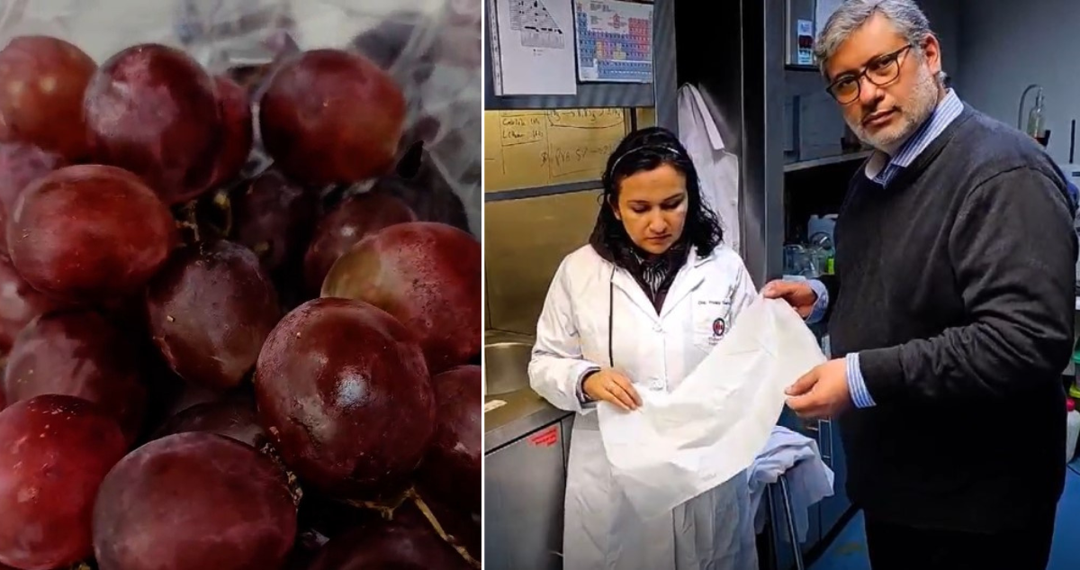 Chilenos desarrollan “gas en polvo” que encapsula fungicidas naturales y evita la pudrición de frutas