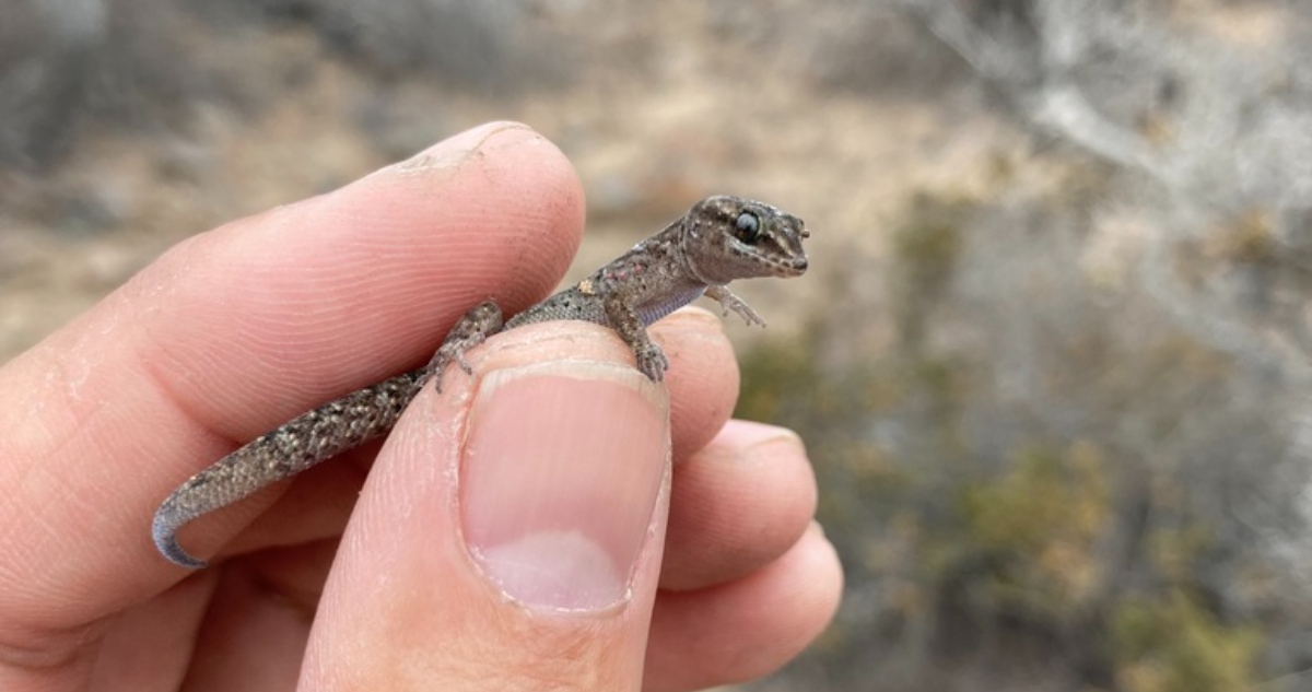 Gecko chileno marcado