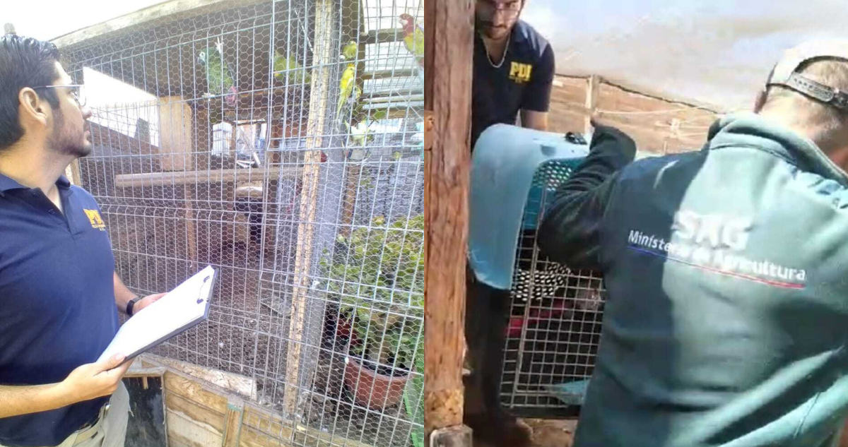 Hombre es detenido por tenencia ilegal de aves exóticas protegidas en Antofagasta: tenía 14 especies