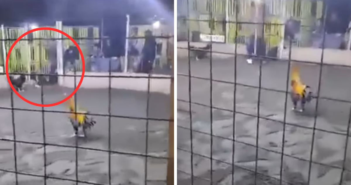 Hombre muere tras ser atacado por su propio gallo de pelea en Perú