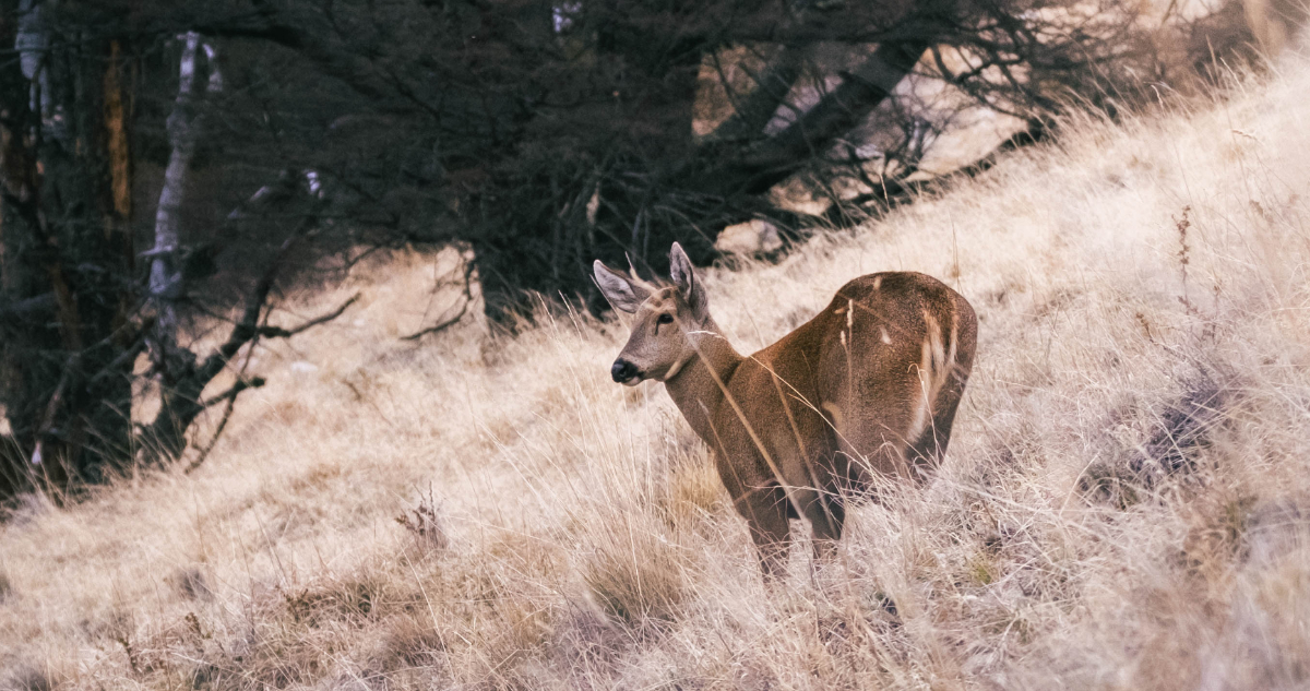Abren el primer centro de rescate y rehabilitación exclusivo para huemules