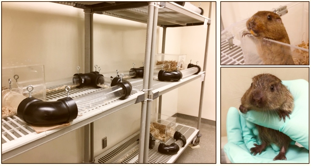 tuco-tuco colonial en laboratorio