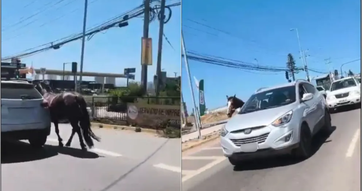 Indignación por conductor que conducía a gran velocidad con caballo amarrado a auto en Coquimbo