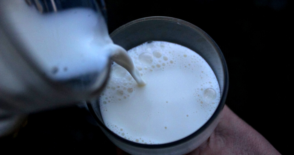 Gremio destaca calidad “premium” de la leche en Los Lagos ante giras técnicas por Cumbre Mundial