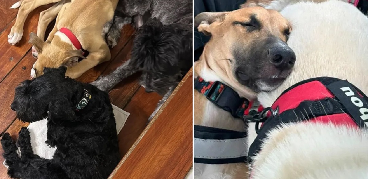 Los cinco perros que serán testigos de matrimonio en Argentina.