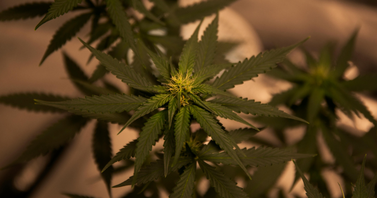 Descubren que la marihuana puede dañar los ovocitos