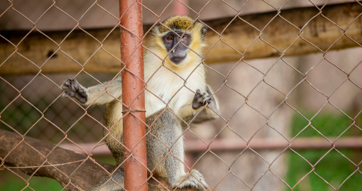 Mono en cautiverio para ilustrar nota sobre el estudio en los animales en el zoológico