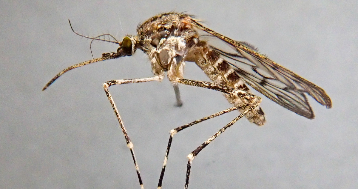 Mosquito Culiseta annulata, de la especie que fue encontrada en Islandia
