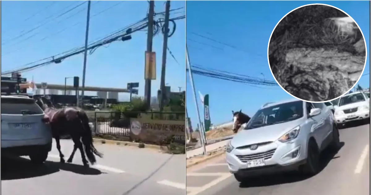Yegua que fue vista siendo arrastrada por vehículo en Coquimbo fue hallada muerta y faenada