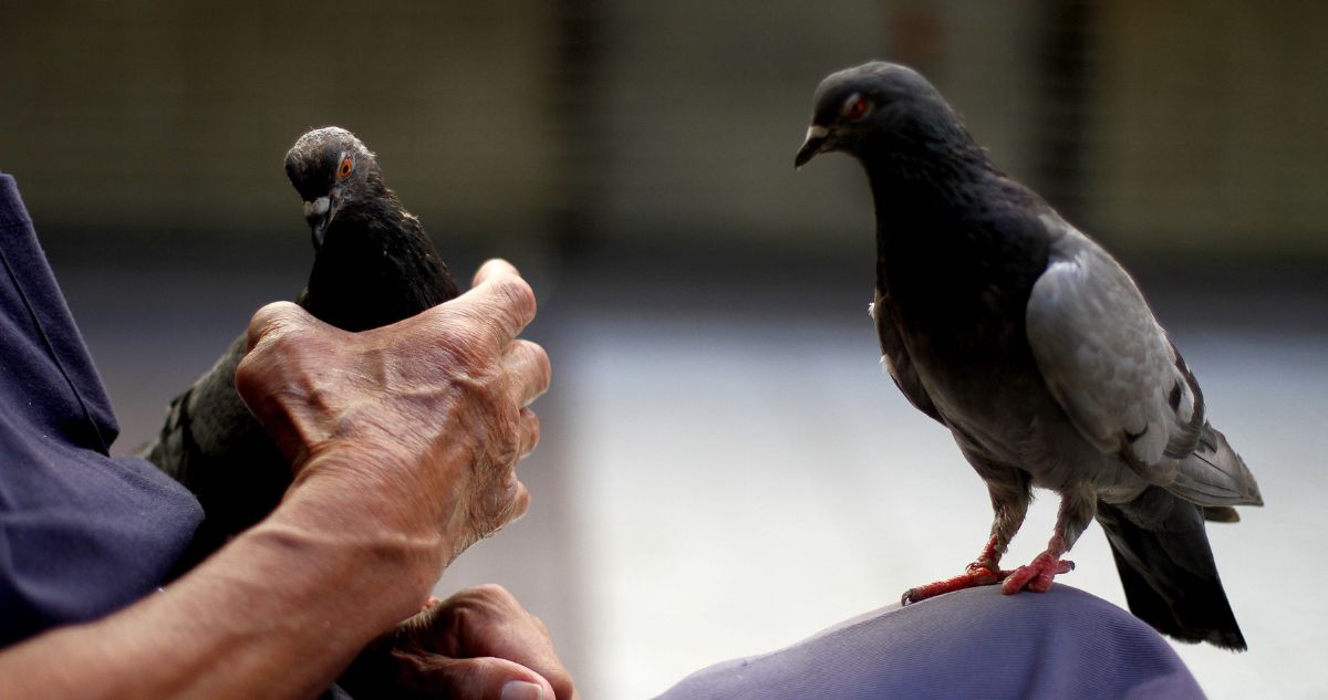 Estudio chileno revela con palomas, cómo la lluvia limpia el plomo de la ciudad