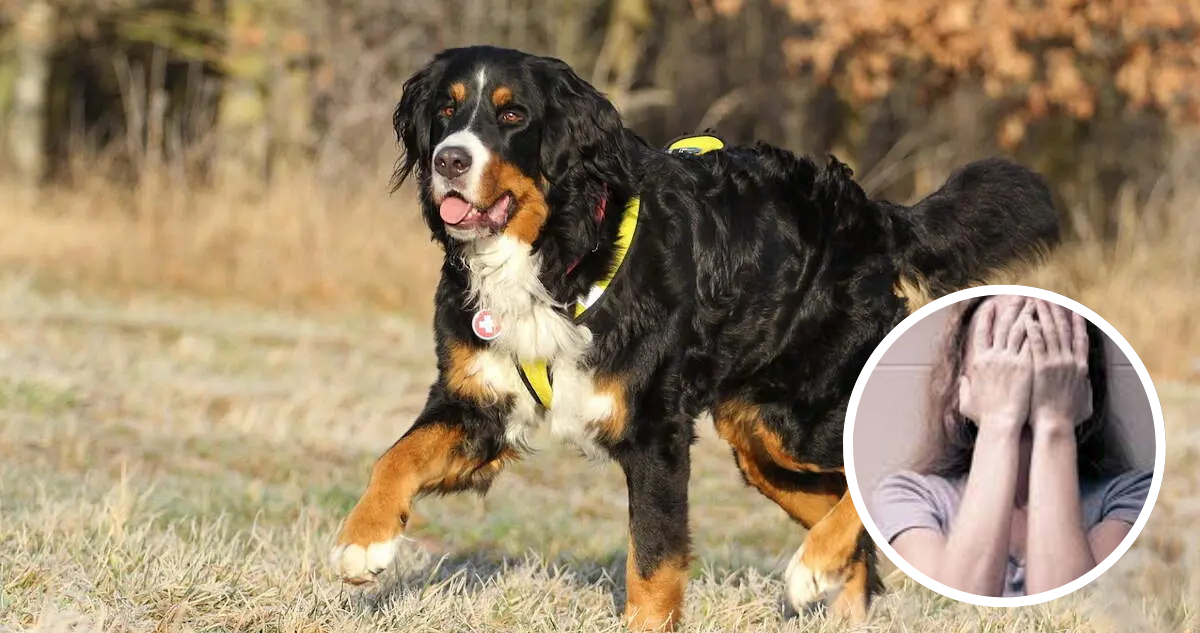 Perrita en Bélgica (imágenes referenciales)