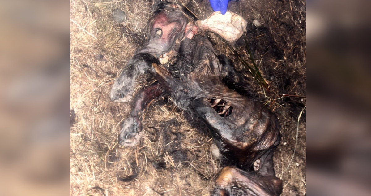 Perro comunitario quemado en presunto ritual en Puerto Montt