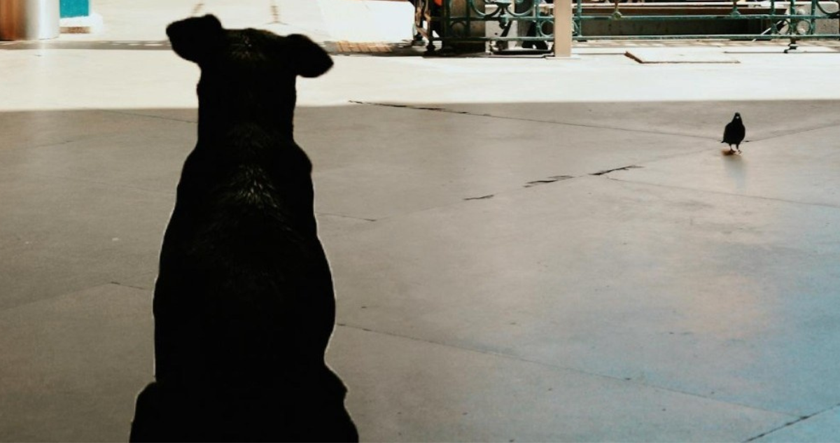 “Murió a gritos”: Municipio de Puerto Montt se querella por perro quemado vivo en supuesto ritual