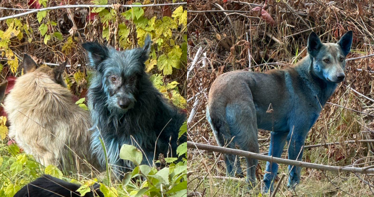 Perros azules en Chernóbil