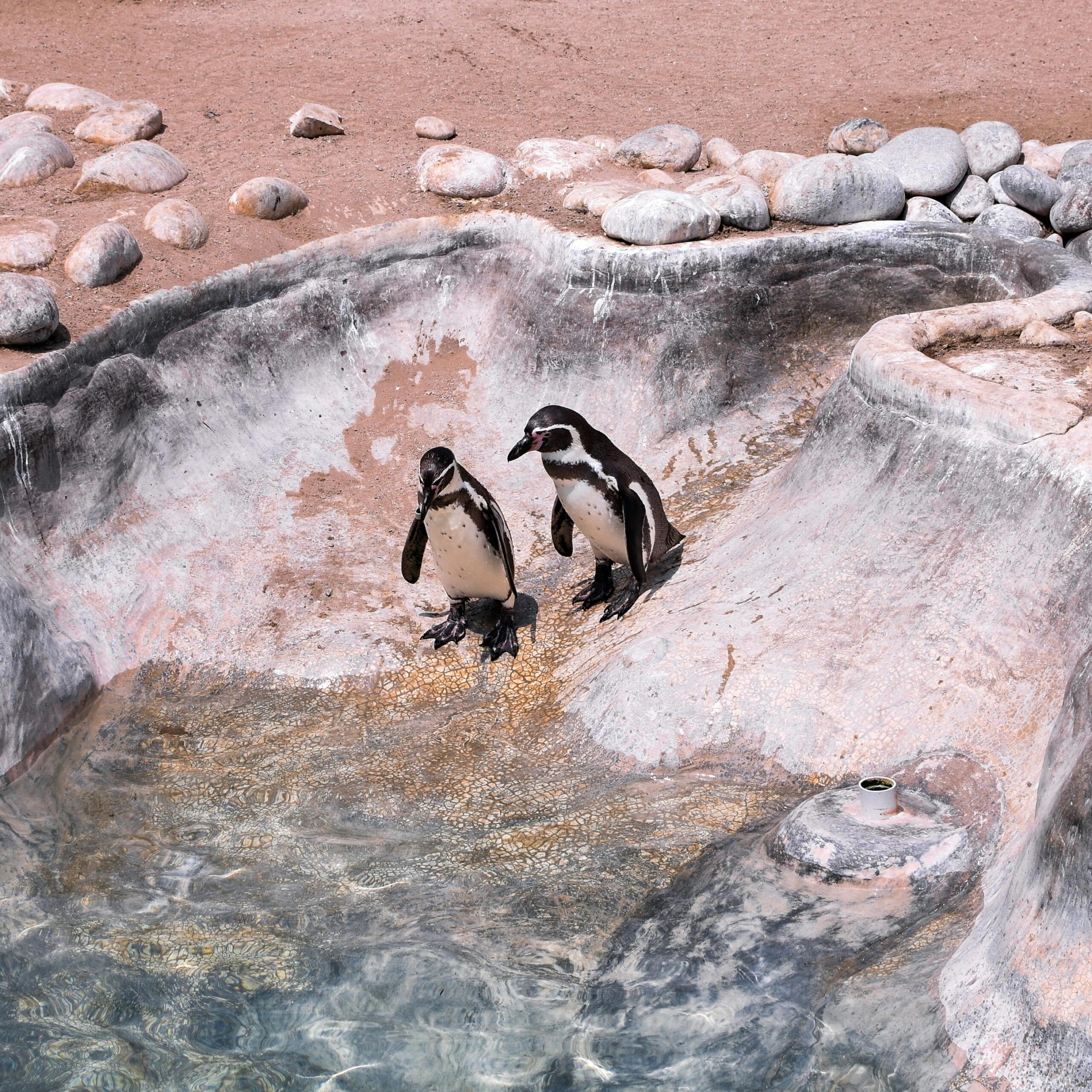 Pingüino de Humboldt