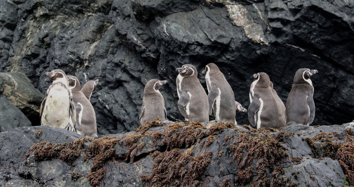 Greenpeace exige medidas urgentes para salvar al pingüino de Humboldt