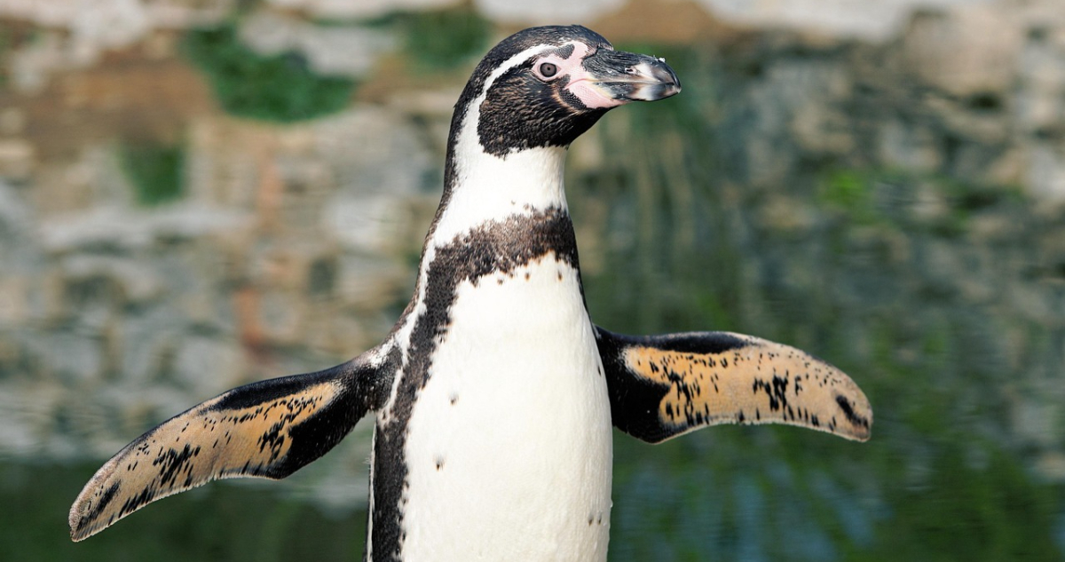 Pingüino de Humboldt