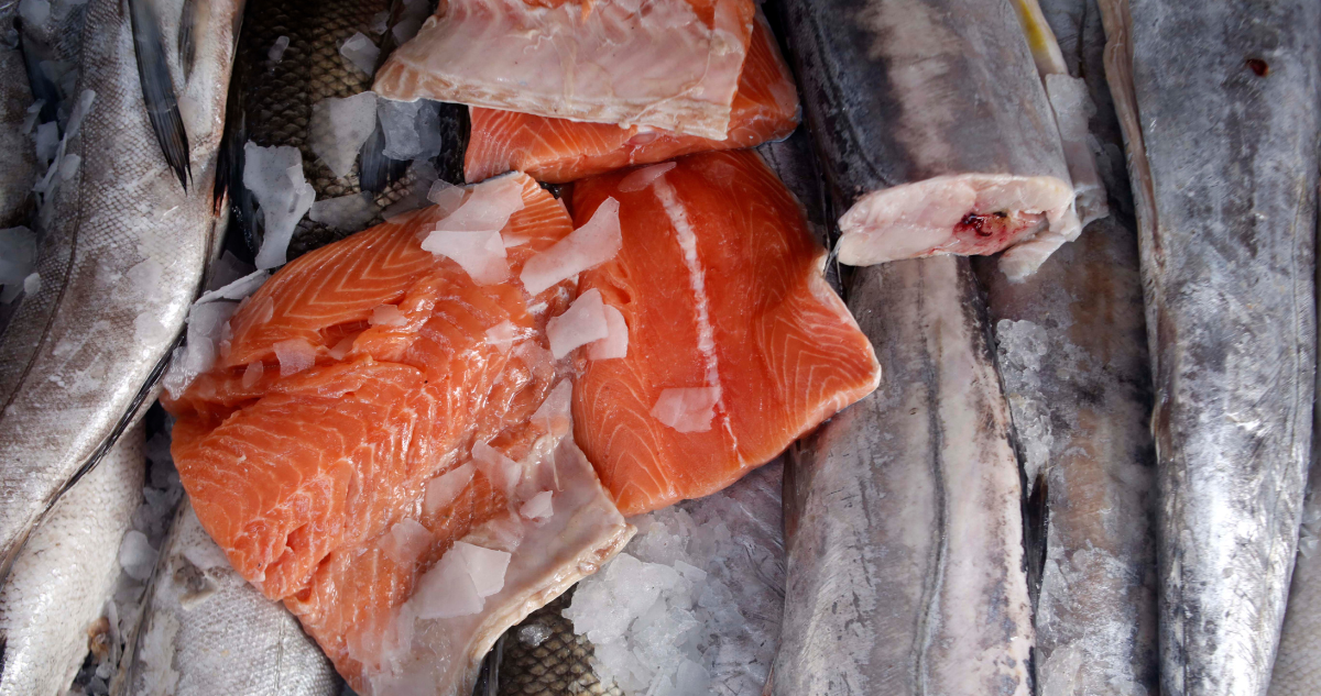 “Podría llevar a la hospitalización”: Gobierno alerta por consumo de salmones que escaparon en Calbuco