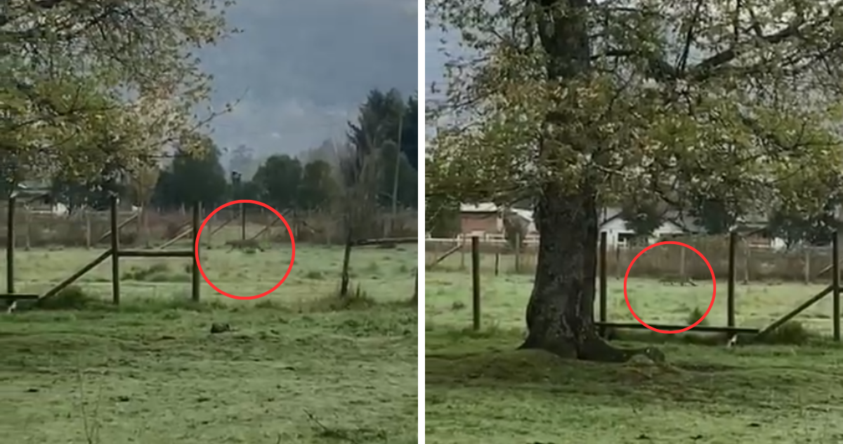 A plena luz del día: vecino graba a puma en sector Palguin Bajo de Pucón