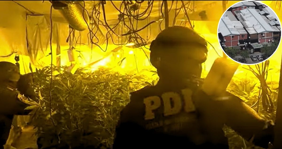 Comerciante de Meiggs era narco: arrendó un block entero para cultivar droga en Lo Espejo