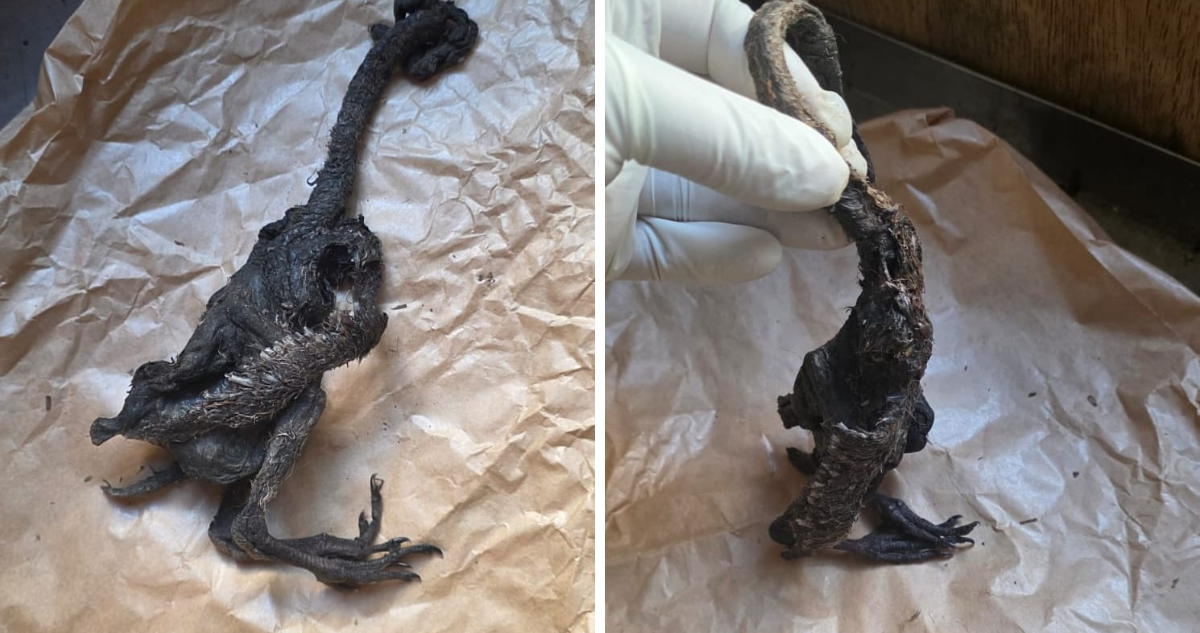 SAG confirma qué es la extraña criatura que encontraron en Paillaco