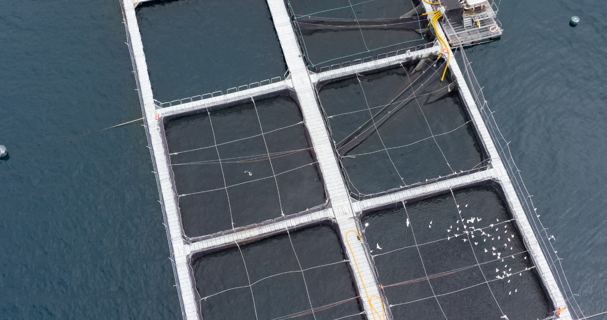 Comunidades apelan a resolución que los dejó fuera de reclamación contra salmonera en Río San Pedro